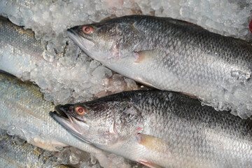 Raw barramundi fish on ice in Thailand market ,seafood background ,seafood market. Close up of fresh fishes Giant Perch, barramundi, silver perch, white perch, white snapper or sea basses in cool ice.