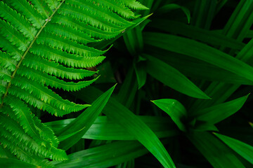 Green leaves nature garden background. Tropical rainforest foliage leaf plant bushes. Abstract natural spring wallpaper pattern texture. Nature concept.