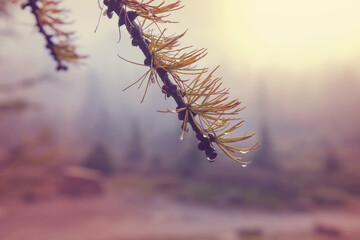 Larch