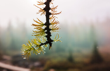 Larch