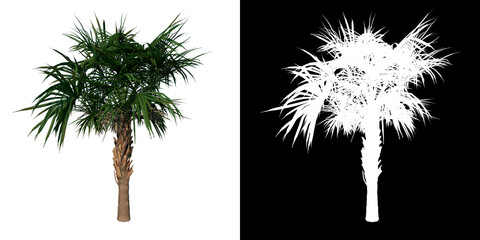 Front view of plant (Young Palmetto Palm Tree 3) tree png with alpha channel to cutout made with 3D render 