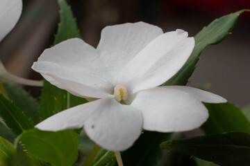 White Impatiens walleriana, also known as busy Lizzie,Balsam, sultana, or simply impatiens, is a species of the genus Impatiens, native to eastern Africa from Kenya to Mozambique.Organic garden,Italy.