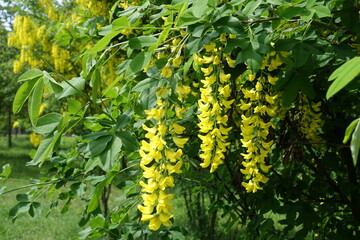 Green leaves and yellow flowers of Laburnum anagyroides in mid May