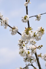cherry blossom in spring