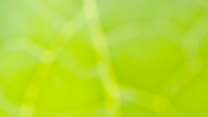 abstract green color in blur photo from nature (plant) and rough texture from leaf  with sunlight for background