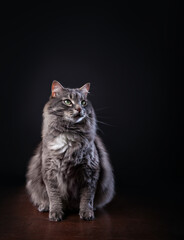 Long haired cat sitting against black background