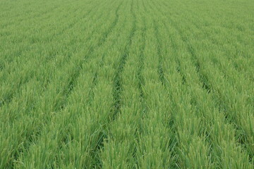 夏の田んぼの風景