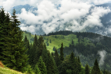 Mountains overgrown with coniferous forest with fog. Beautiful green mountain landscape
