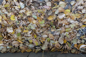 autumn leaves on the ground