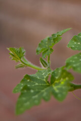 Sprouts of young leaves.The pumpkin plant with Newborn flower and fresh vine.Green plant .Organic garden,Italy. 