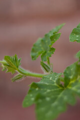 Sprouts of young leaves.The pumpkin plant with Newborn flower and fresh vine.Green plant .Organic garden,Italy. 