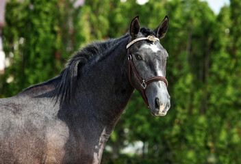 Obraz na płótnie Canvas Dapple-grey Andalusian horse portrait near the ranch at the res