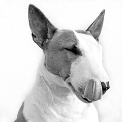 Bull-terrier miniature