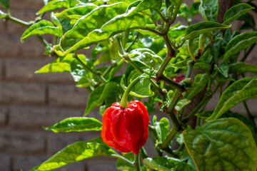 Close up of Carolina Reaper in home garden, is currently the hottest pepper in the world, Ripe...