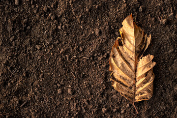Dry leaves are placed in fertile soil suitable for cultivation.