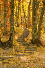 Fototapeta na wymiar beautiful stone path in the autumn forest