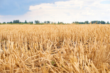 Wheat field. Summer harvest. Bread. Flour. Ears of wheat. Isolated bunch of golden wheat ear after the harvest.