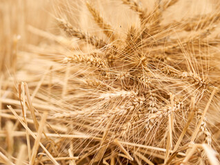 Wheat field. Summer harvest. Bread. Flour. Ears of wheat. Isolated bunch of golden wheat ear after the harvest.