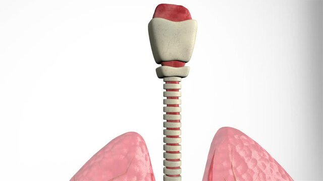 Pulmones, modelo en 3D. Vista del pulm&oacute;n.