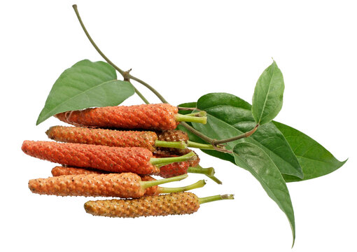 Long pepper isolated on white background