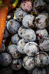 bunch of grapes before the harvest