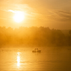 love - swams © Konrad