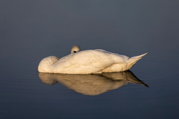 sleeping swam © Konrad