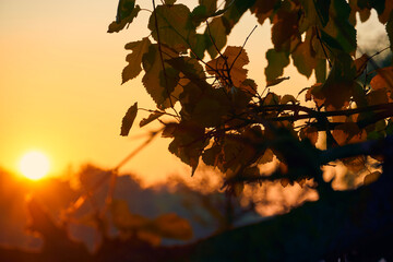close-up view of leaves and branches at sunset, colorful autumn forest, bright sunlight