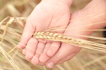 Ripe ears of wheat in the child's palm over field. Autumn harvest concert.