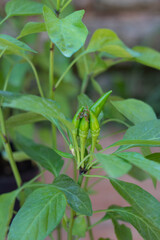 Close up Green peppers on the branch .Fresh chilis .Outdoor home garden.Organic garden,Italy
