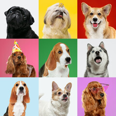 Wondered, celebrate. Stylish adorable dogs posing. Cute doggies or pets happy. The different purebred puppies. Creative collage isolated on multicolored studio background. Front view. Different breeds