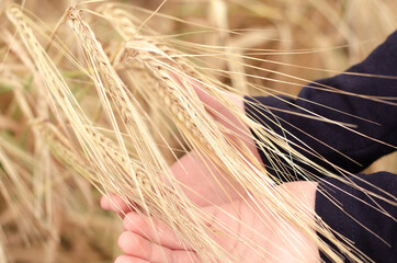 Ripe ears of wheat in the child's palm over field. Autumn harvest concert.