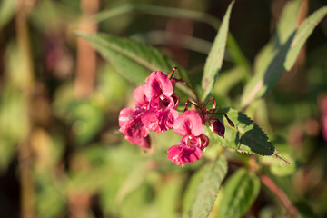 Rote Blüte in der Sonne