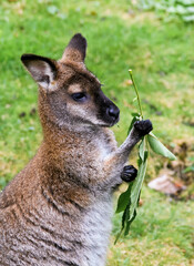 Fototapeta premium kangaroo in the grass