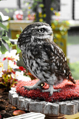 little owl
