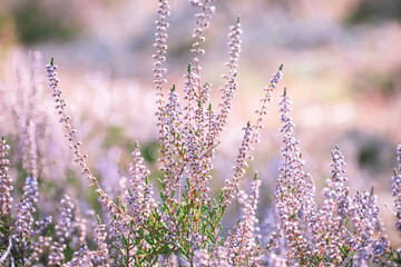 purple heath lavender flower in a field with blurred background