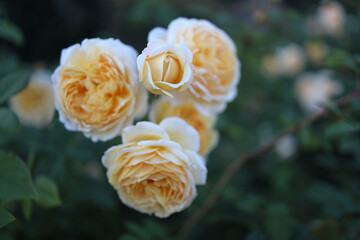 Helle Rosen mit kleiner geschlossener Blüte