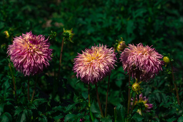 Colorful of dahlia pink flower in beautiful garden.