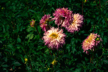 Colorful of dahlia pink flower in beautiful garden.