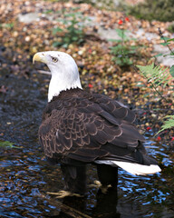 Bald Eagle stock photo. Close-up profile rear view in the water with red wildflowers foreground, displaying feathers, white head, beak, talons, white tail, in its habitat and environment. Image. 