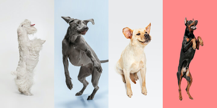 Jumping, motion. Stylish adorable dogs posing. Cute doggies or pets happy. The different purebred puppies. Creative collage isolated on multicolored studio background. Front view. Different breeds.