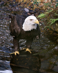 Bald Eagle Stock Photos. Close-up profile view in the water displaying  white head, eye, yellow beak, talons, in its surrounding and environment with foliage background. Image. Portrait. Picture.