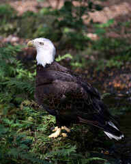Bald Eagle photo Stock. Close-up profile view basking in sunlight, displaying brown feathers plumage, beak,  with blur background and foliage foreground in its habitat and environment. Image. Picture.