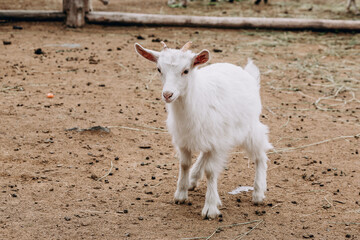 Obraz premium photo of a white goat on a farm
