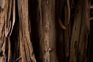 Big old tree close-up details, abstract brown background.