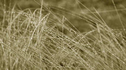 Fototapeta premium water drop on green grass and wooden table for product display