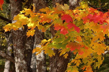 Autumn background of yellow, red, gold maple leaves
