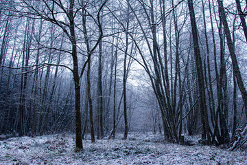 forest in winter