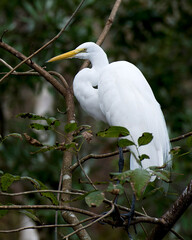 Great White Egret Stock Photo. Perched exposing its body, head, beak, eye, white plumage with a blur background in its environment and habitat. Image. Picture. Portrait.