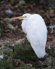 Great White Egret Stock Photo.  Great White Egret standing on a moss rock.  Blur background. Picture. Image. Portrait.